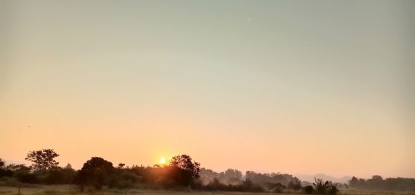 Silhouette trees against clear sky during sunset