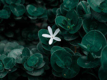 Close-up of white flowering plant