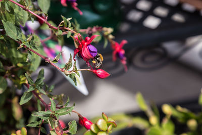 Close-up of pink flowering plant