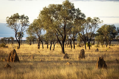 Scenic view of field