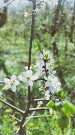 Close-up of white flowering plant