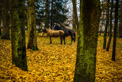 Horses standing at forest during autumn