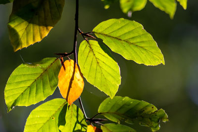 Close-up of green leaves on plant