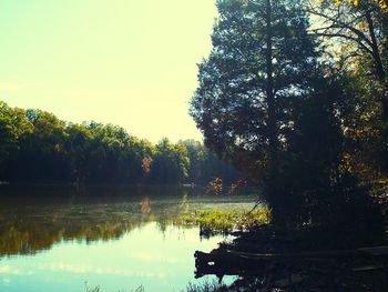 Reflection of trees in water