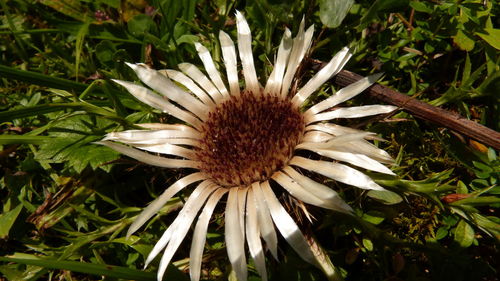 Close-up high angle view of coneflower