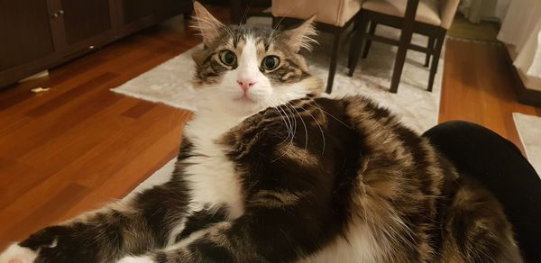 Portrait of cat relaxing on floor at home