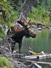 Moose standing at lakeshore in forest