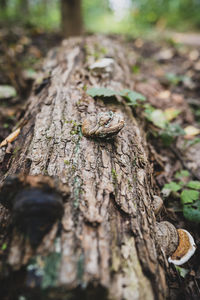 Close-up of lizard on tree trunk