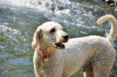 Close-up of a dog in water