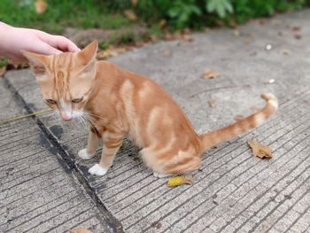 Full length of hand holding cat on footpath