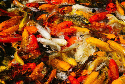 High angle view of koi carps in water