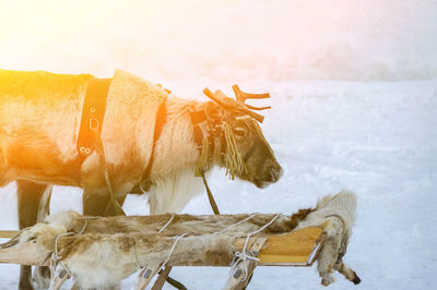 Dog in a snow