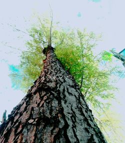 Low angle view of tree against sky