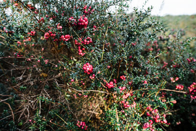 Close-up of red berries growing on tree