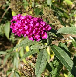 Close-up of purple flowering plant