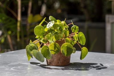 Close-up of fresh green plant