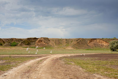 View of the sandy slopes near the dnieper-bug estuary. summer day, a flock of birds flies in the sky