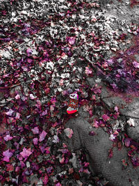 Close-up of pink flowers on tree