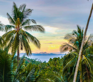Palm trees by sea against sky during sunset