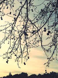 Low angle view of bare trees against sky at sunset