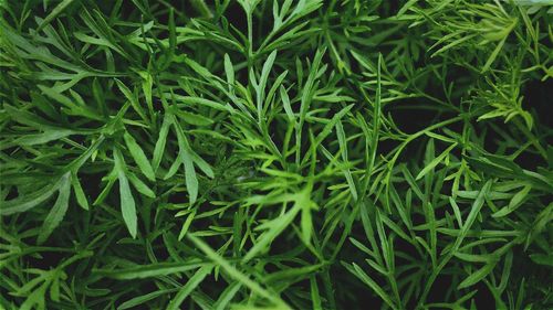 Full frame shot of green leaves