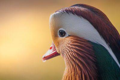 Close-up of bird