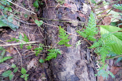 High angle view of trees growing on field