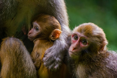 Close-up of monkey