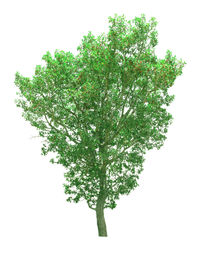 Close-up of leaves against white background