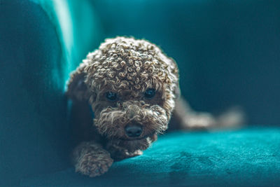 Close-up portrait of a dog