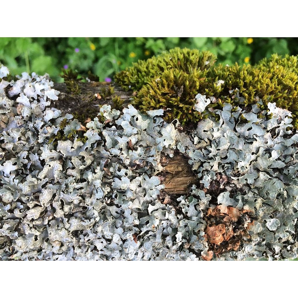transfer print, auto post production filter, growth, nature, plant, field, tranquility, day, stone - object, rock - object, beauty in nature, close-up, outdoors, selective focus, stone, no people, leaf, textured, rock, fragility