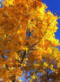 Low angle view of tree against sky