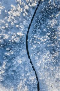 Close-up of frozen flower against sky