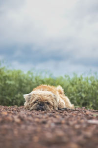 Close-up of a dog lying on field