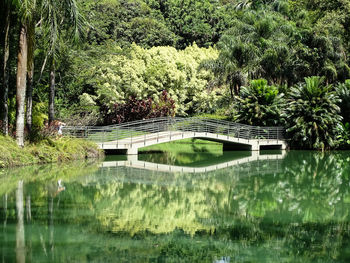 Scenic view of lake in forest