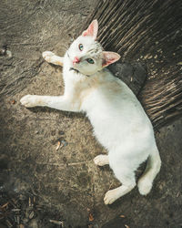 High angle portrait of cat sitting outdoors