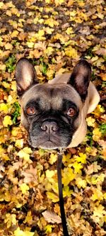 Portrait of a dog in autumn leaves