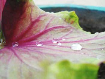 Close-up of wet leaf