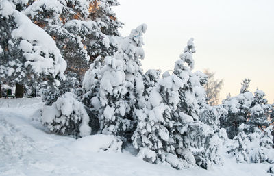 Evergreen pine trees covered with heavy snow. winter nature theme.