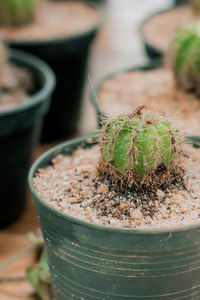 High angle view of succulent plant in pot