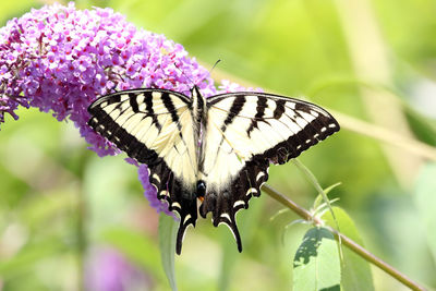 Butterfly pollinating on pink flowers