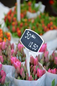 Close-up of tulips on sale at market stall