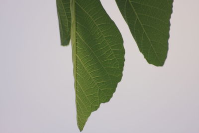 Close-up of leaves against white background