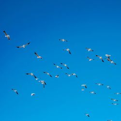 Low angle view of birds flying against clear blue sky