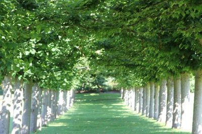 Footpath amidst trees