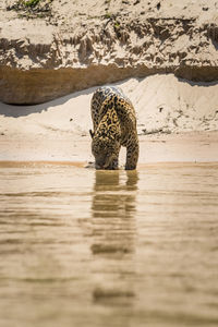 Close-up of cat on beach