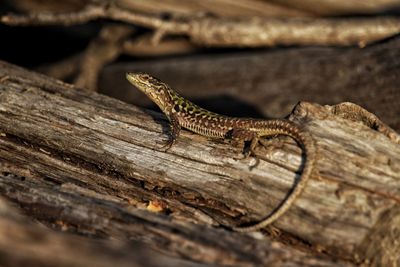 Close-up of lizard on wood
