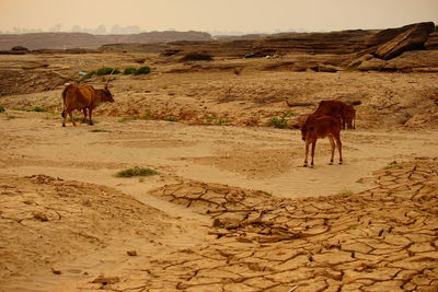 Horses on field