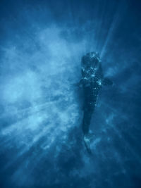 A whale shark swimming in deep blue underwater.