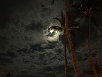 Low angle view of palm trees against storm clouds